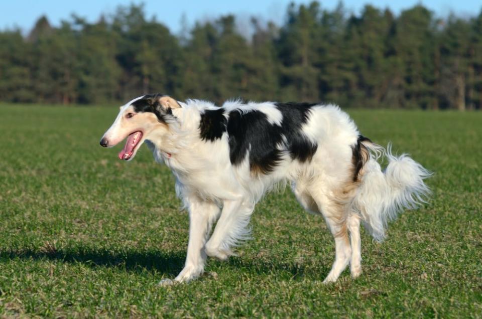 bonzoi